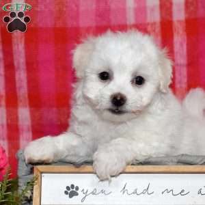 William (Tiny), Bichon Frise Puppy